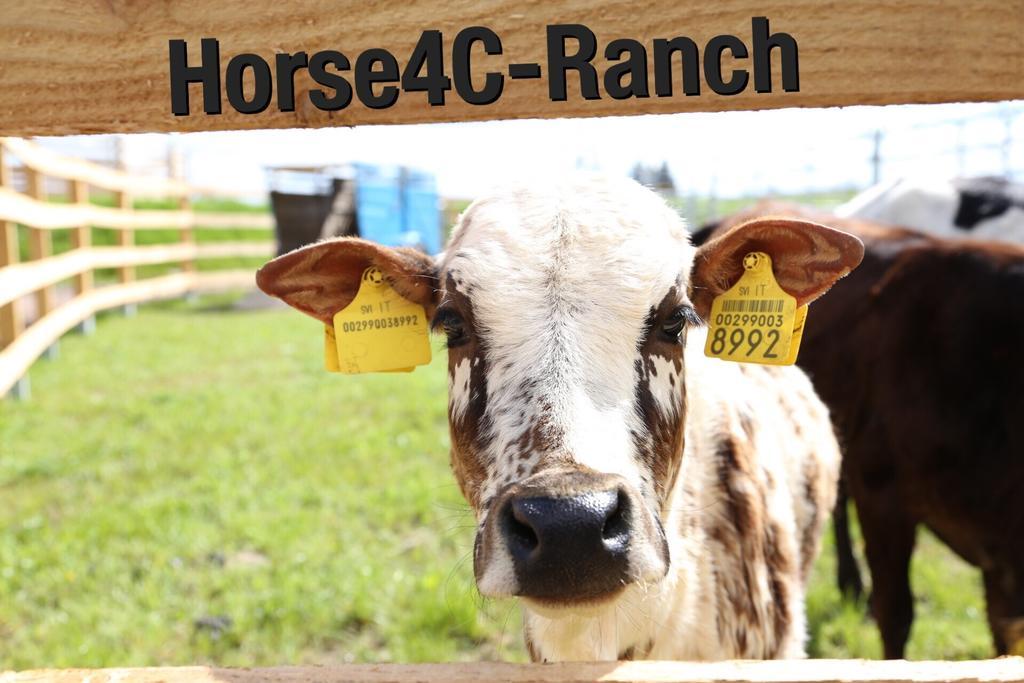 4C Horse Ranch Otel Hainichen Dış mekan fotoğraf